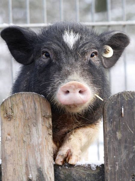 Produktbild: CALVENDO Puzzle Ferkel steht am Zaun | 1000 Teile Lege-Gr&ouml;&szlig;e 64x48cm Foto-Puzzle f&uuml;r gl&uuml;ckliche Stunden