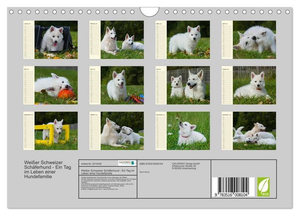 Produktbild: Wei&szlig;er Schweizer Sch&auml;ferhund - Ein Tag im Leben einer Hundefamilie (Wandkalender 2026 DIN A4 quer), CALVENDO Monatskalender