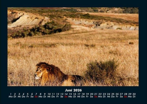Produktbild: L&ouml;wen in der Wildnis 2026 Fotokalender DIN A4
