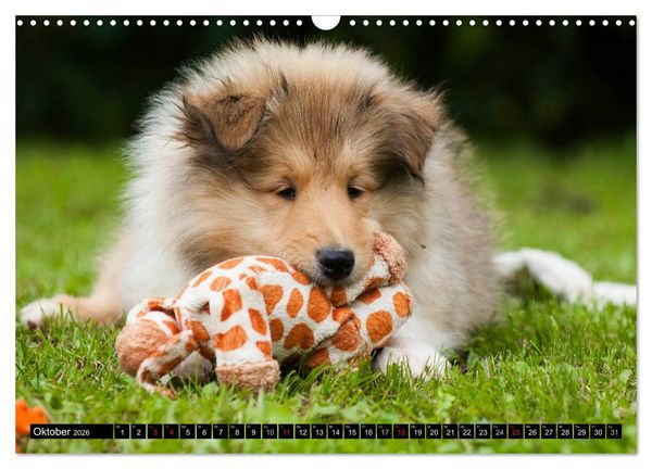 Produktbild: Collie - Mein bester Freund (Wandkalender 2026 DIN A3 quer), CALVENDO Monatskalender