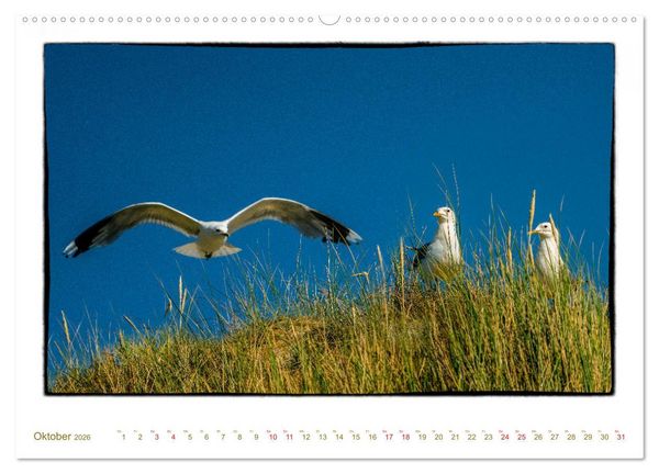 Produktbild: Amrum, inspirierende Landschaft (Wandkalender 2026 DIN A2 quer), CALVENDO Monatskalender