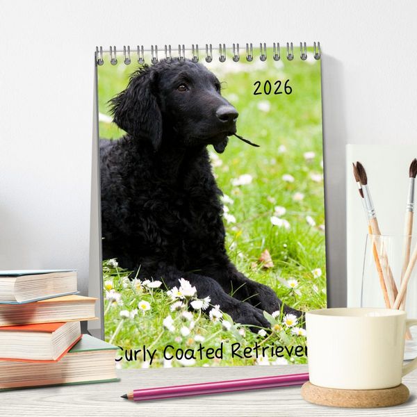 Produktbild: Curly Coated Retriever 2026 (Tischkalender 2026 DIN A5 hoch), CALVENDO Monatskalender