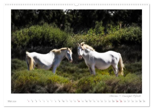 Produktbild: Sehnsucht Provence - Land des Lichts (hochwertiger Premium Wandkalender 2026 DIN A2 quer), Kunstdruck in Hochglanz
