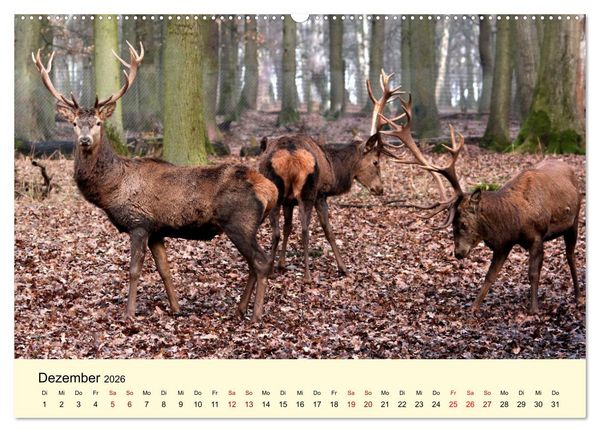 Produktbild: Der Rothirsch - Der K&ouml;nig in unseren W&auml;ldern (Wandkalender 2026 DIN A2 quer), CALVENDO Monatskalender