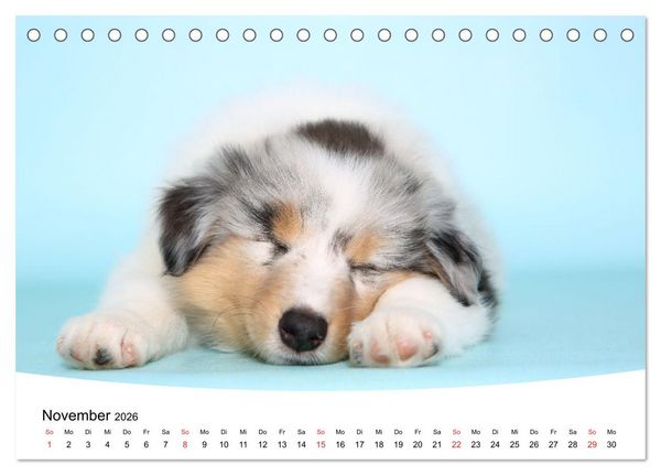 Produktbild: S&uuml;&szlig;e Tr&auml;ume 2026 - schlafende Hundewelpen (Tischkalender 2026 DIN A5 quer), CALVENDO Monatskalender