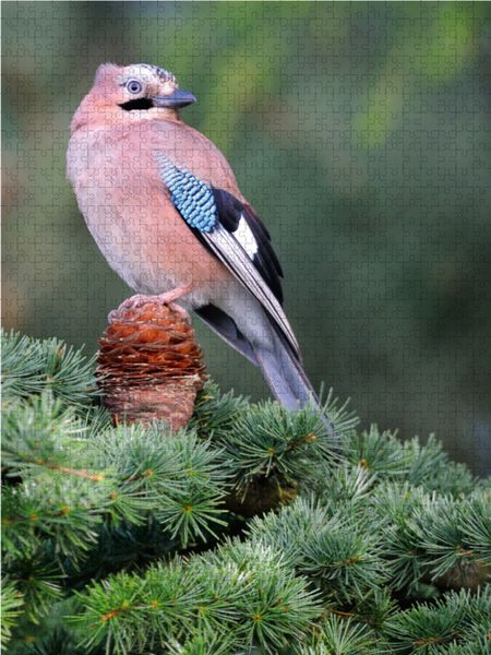 Produktbild: CALVENDO Puzzle Eichelh&auml;her 2000 Teile Lege-Gr&ouml;&szlig;e 67 x 90 cm Foto-Puzzle Bild von Dieter-M. Wilczek