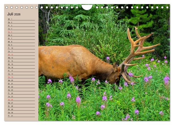 Produktbild: Rotwild. Edle Hirsche, stolze K&uuml;he (Wandkalender 2026 DIN A4 quer), CALVENDO Monatskalender