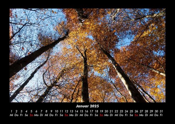 Produktbild: Waldzauber 2025 Fotokalender DIN A3