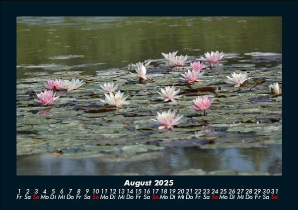 Produktbild: Rosen-Kalender 2025 Fotokalender DIN A5