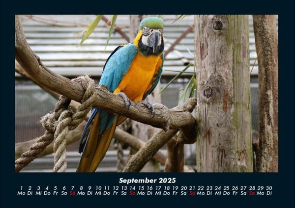 Produktbild: Vogelparadies 2025 Fotokalender DIN A4