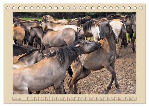 Produktbild: D&uuml;lmener Wildpferde im M&uuml;nsterland (Tischkalender 2026 DIN A5 quer), CALVENDO Monatskalender
