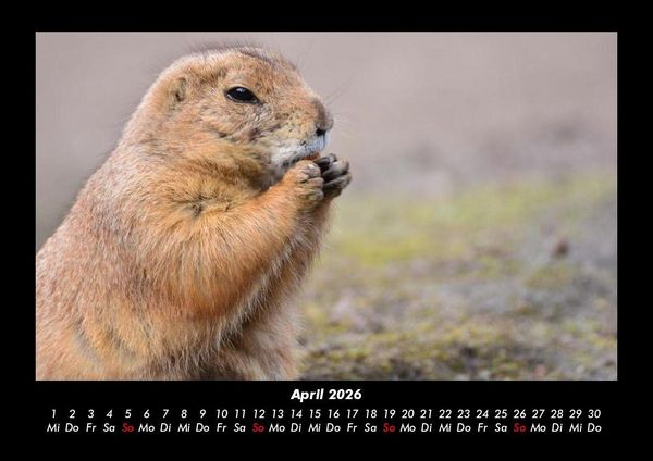 Produktbild: Der Tierkalender 2026 Fotokalender DIN A3