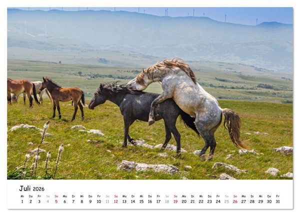 Produktbild: Wildpferde am Kruzi Plateau (Wandkalender 2026 DIN A4 quer), CALVENDO Monatskalender