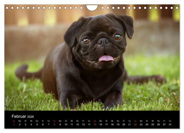 Produktbild: Berliner M&ouml;pse (Wandkalender 2026 DIN A4 quer), CALVENDO Monatskalender