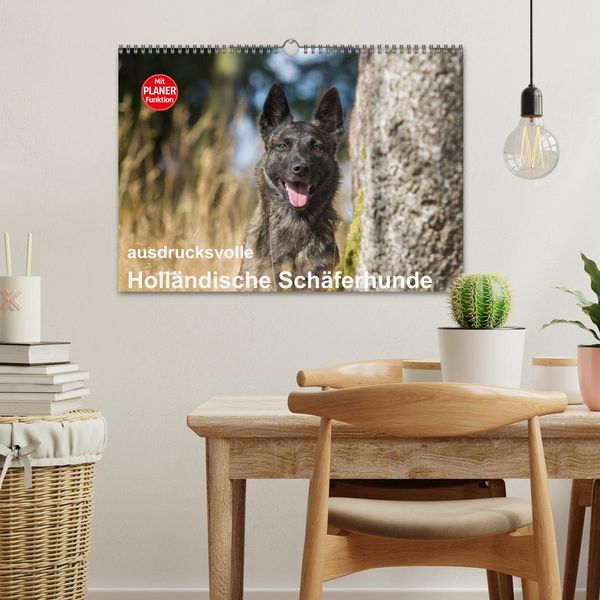 Produktbild: ausdrucksvolle Holl&auml;ndische Sch&auml;ferhunde (Wandkalender 2026 DIN A3 quer), CALVENDO Monatskalender
