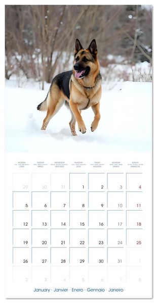 Produktbild: German Shepherds around the year (Wall Calendar 2026 12 &times; 12 Inch) CALVENDO 12 Month Wall Calendar