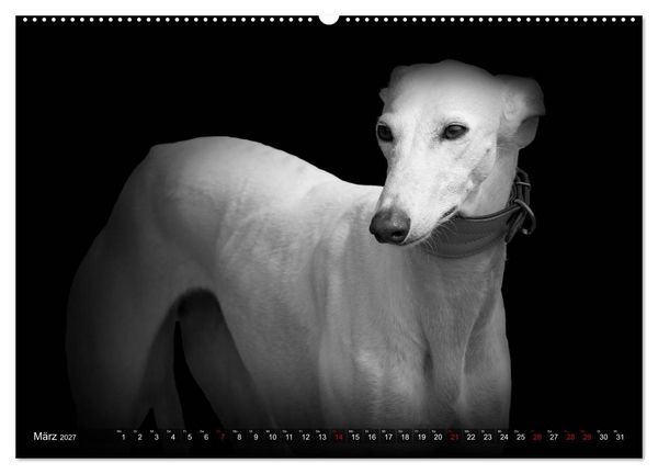 Produktbild: Galgo Espa&ntilde;ol - der spanische Windhund 2027 (Wandkalender 2027 DIN A2 quer), CALVENDO Monatskalender