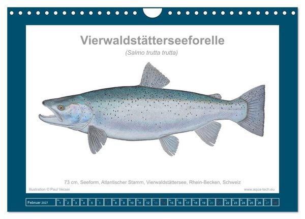 Produktbild: Fisch als Kunst 2027: Seeforellen (Wandkalender 2027 DIN A4 quer), CALVENDO Monatskalender