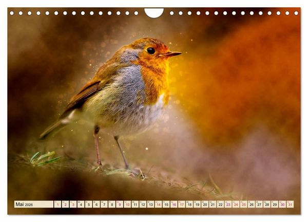 Produktbild: Bei uns im Garten - Rotkehlchen (Wandkalender 2026 DIN A4 quer), CALVENDO Monatskalender