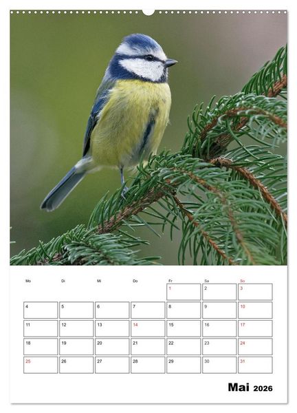 Produktbild: Bezaubernde V&ouml;gel im heimischen Garten (Wandkalender 2026 DIN A2 hoch), CALVENDO Monatskalender