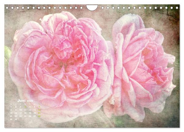 Produktbild: Rosen Romantik (Wandkalender 2026 DIN A4 quer), CALVENDO Monatskalender