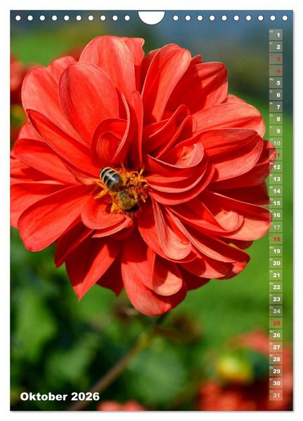 Produktbild: Dahlien - Bl&uuml;tentr&auml;ume (Wandkalender 2026 DIN A4 hoch), CALVENDO Monatskalender