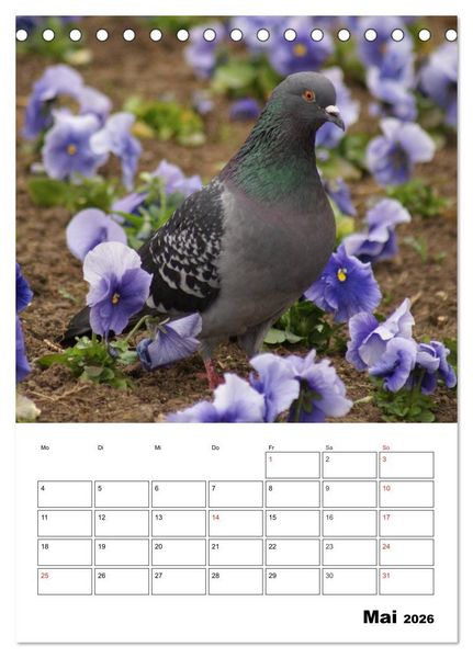 Produktbild: Tauben Terminplaner (Tischkalender 2026 DIN A5 hoch), CALVENDO Monatskalender