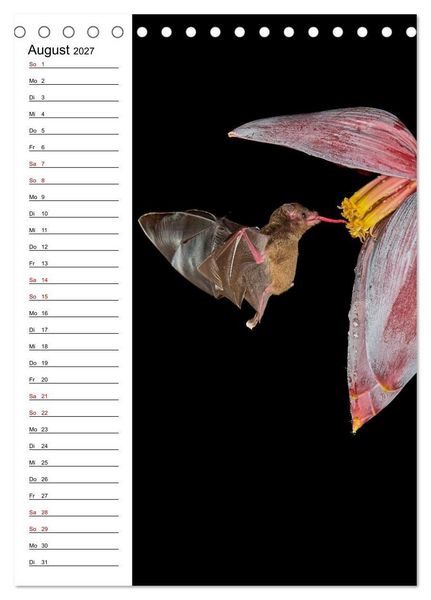 Produktbild: Costa Rica - Magische Tiere des Regenwaldes (Tischkalender 2027 DIN A5 hoch), CALVENDO Monatskalender