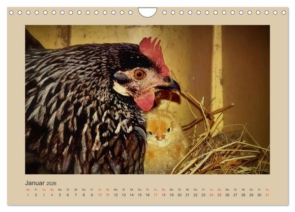 Produktbild: Wer schnattert und gackert denn da? - K&uuml;ken-Edition (Wandkalender 2026 DIN A4 quer), CALVENDO Monatskalender
