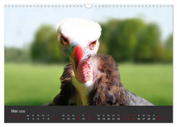 Produktbild: Faszination der Greifv&ouml;gel und Geier (Wandkalender 2026 DIN A3 quer), CALVENDO Monatskalender