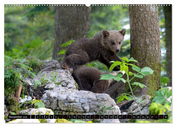 Produktbild: Lautlos in den W&auml;ldern Sloweniens (hochwertiger Premium Wandkalender 2026 DIN A2 quer), Kunstdruck in Hochglanz