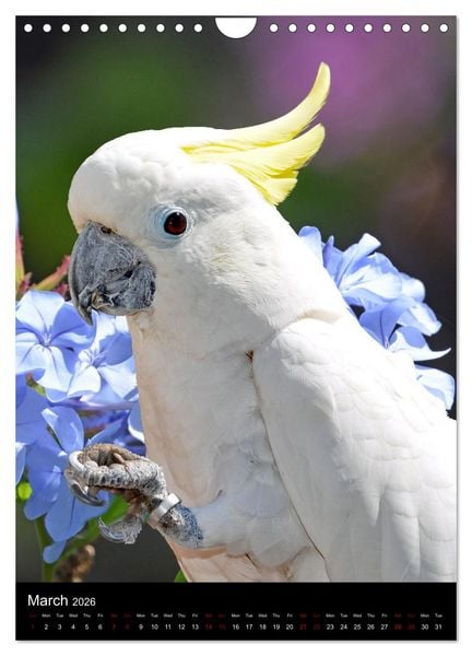 Produktbild: Fascinating parrots from all over the world (Wall Calendar 2026 DIN A4 portrait), CALVENDO 12 Month Wall Calendar