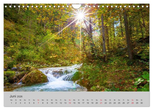 Produktbild: Komm, ich zeige dir den Wald (Wandkalender 2026 DIN A4 quer), CALVENDO Monatskalender