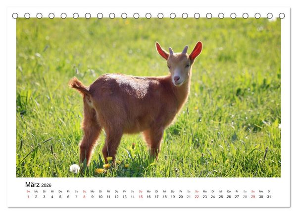Produktbild: Wer zickt denn da? - Zicklein-Edition (Tischkalender 2026 DIN A5 quer), CALVENDO Monatskalender