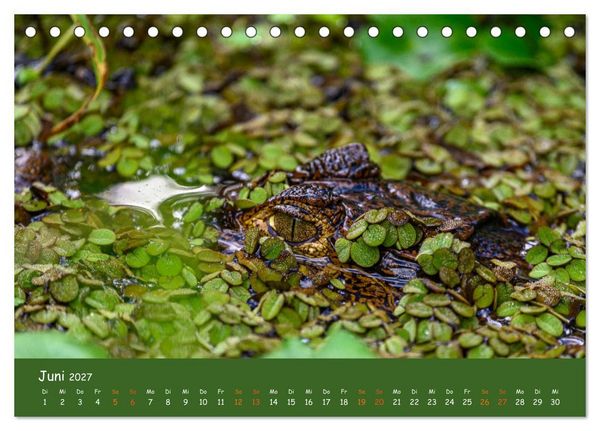 Produktbild: Costa Rica - Naturparadies zwischen Karibik und Pazifik (Tischkalender 2027 DIN A5 quer), CALVENDO Monatskalender