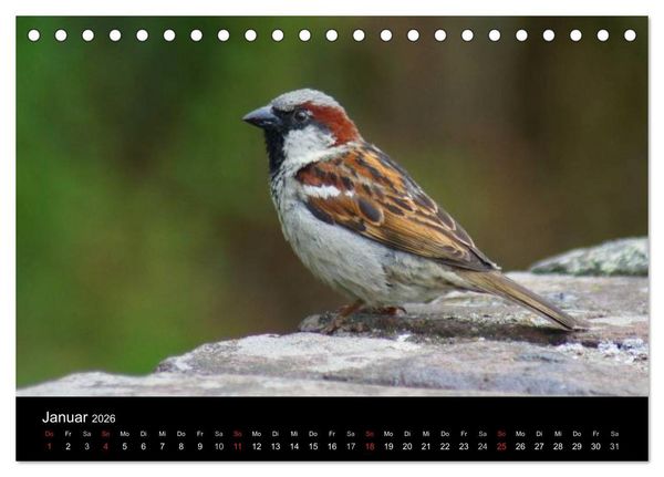 Produktbild: Freche Spatzen (Tischkalender 2026 DIN A5 quer), CALVENDO Monatskalender