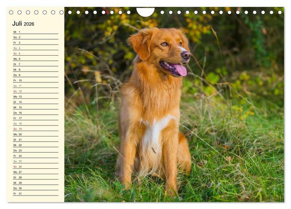 Produktbild: Toll, toll, Toller (Wandkalender 2026 DIN A4 quer), CALVENDO Monatskalender