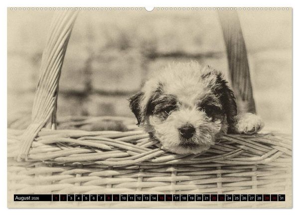 Produktbild: Parson Jack Russel Welpen (Wandkalender 2026 DIN A2 quer), CALVENDO Monatskalender