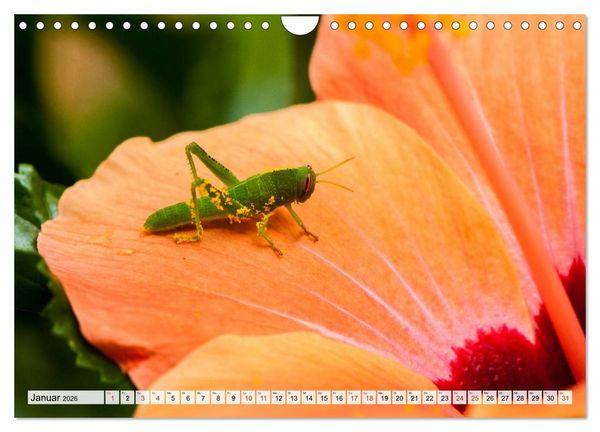 Produktbild: INSEKTEN GANZ NAHE (Wandkalender 2026 DIN A4 quer), CALVENDO Monatskalender