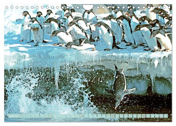 Produktbild: Pinguine: Gehupft wie gesprungen (Wandkalender 2026 DIN A4 quer), CALVENDO Monatskalender