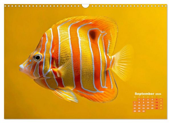 Produktbild: Die Welt in Orange (Wandkalender 2026 DIN A3 quer), CALVENDO Monatskalender