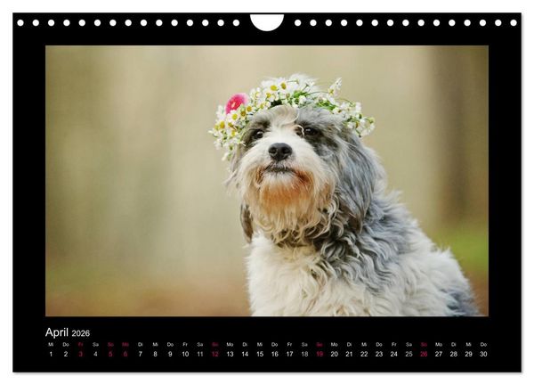Produktbild: MIXlinge (Wandkalender 2026 DIN A4 quer), CALVENDO Monatskalender