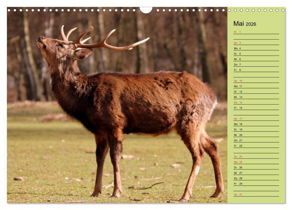 Produktbild: Hirsche - K&ouml;nige des Waldes/Geburtstagskalender (Wandkalender 2026 DIN A3 quer), CALVENDO Monatskalender