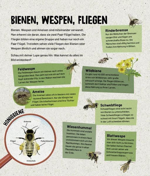 Produktbild: Mein Lupenbuch Tiere und Pflanzen