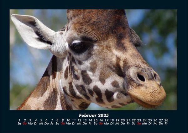 Produktbild: Giraffen 2025 Fotokalender DIN A4
