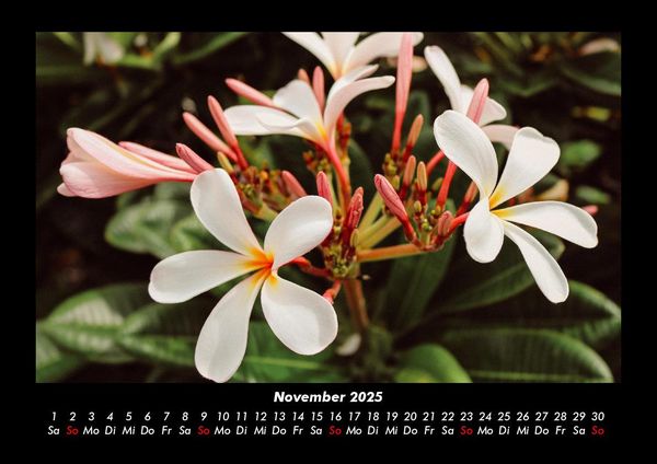 Produktbild: Blumenzauber 2025 Fotokalender DIN A3