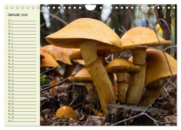 Produktbild: Pilze und Pilzgerichte (Wandkalender 2026 DIN A4 quer), CALVENDO Monatskalender