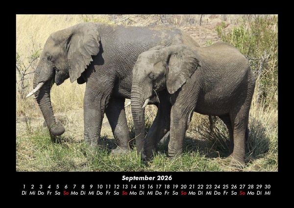 Produktbild: Der Elefantenkalender 2026 Fotokalender DIN A3