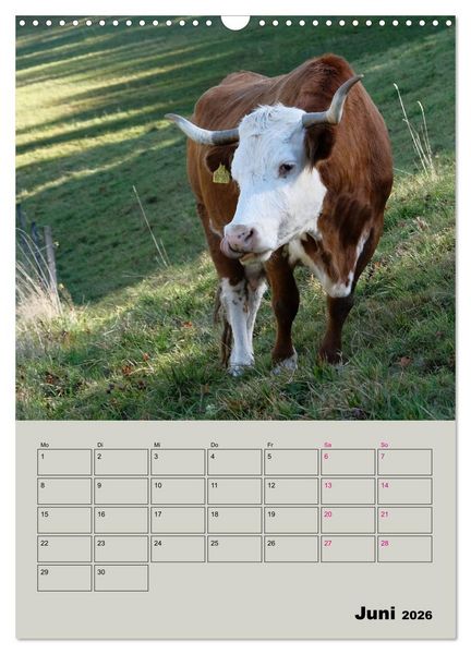 Produktbild: Kuhportraits Hornk&uuml;he (Wandkalender 2026 DIN A3 hoch), CALVENDO Monatskalender