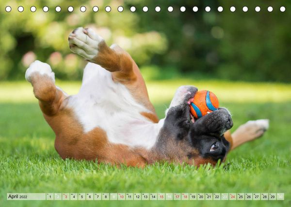 Produktbild: Boxerh&uuml;ndin Paula and Friends (Tischkalender 2022 DIN A5 quer)